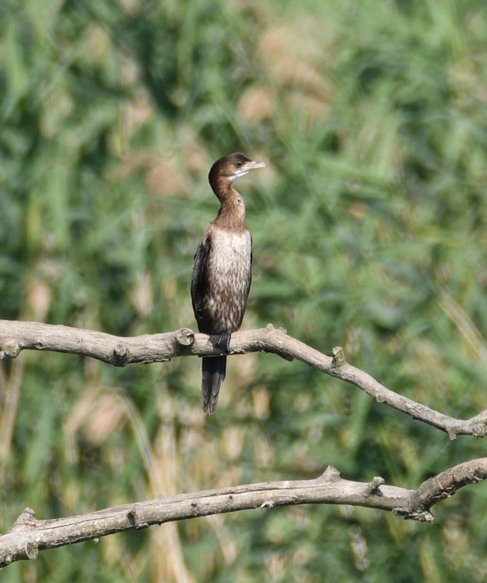 Pygmy Cormorant - Marek Přidal