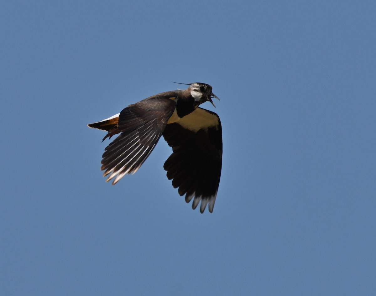 Northern Lapwing - ML588789231