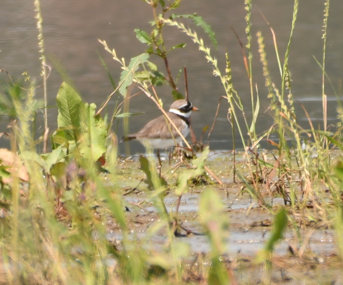 Common Ringed Plover - ML588789251