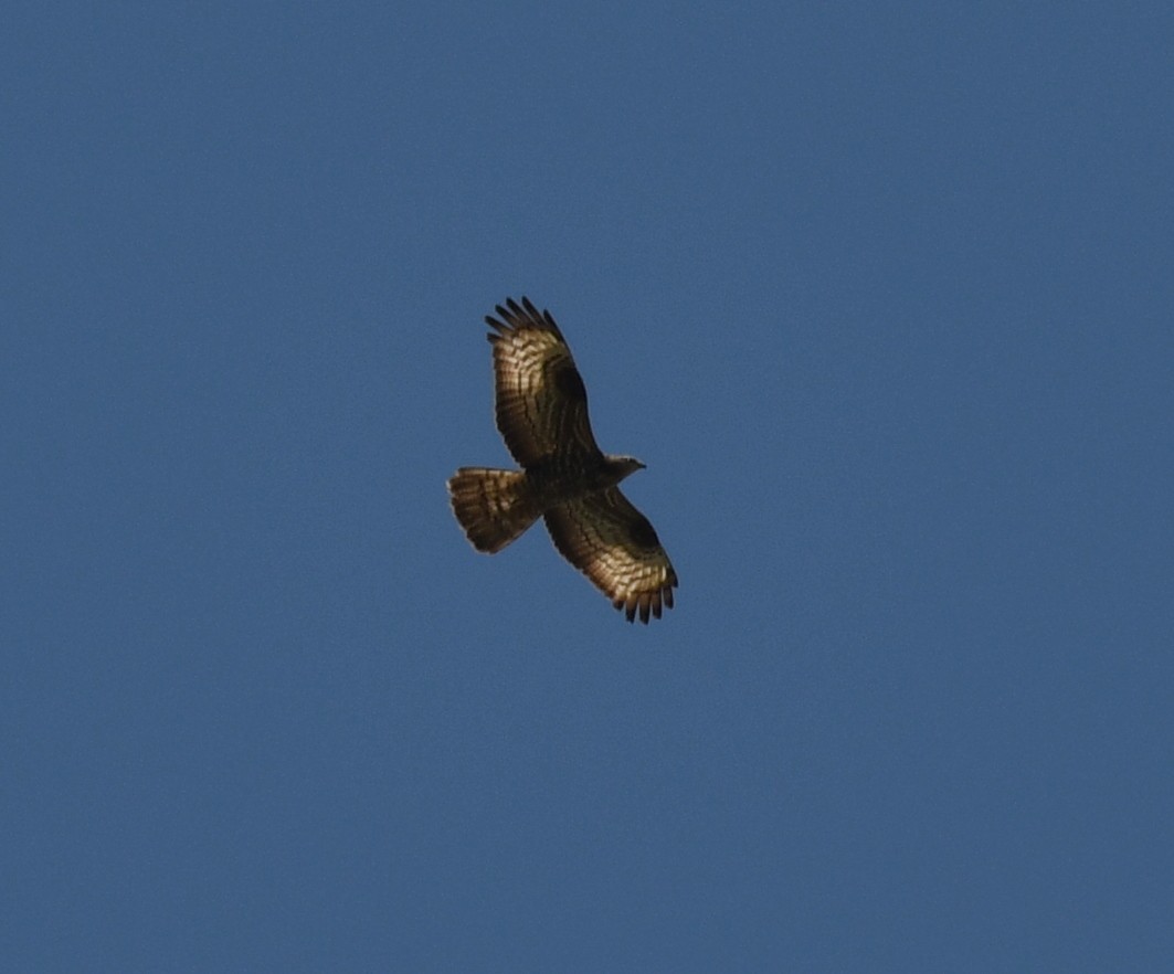 European Honey-buzzard - ML588789371