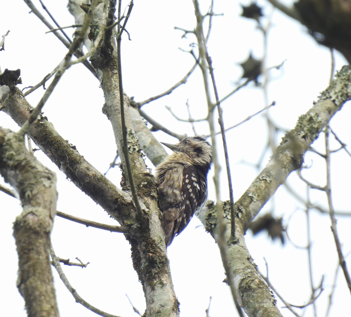 Gray-capped Pygmy Woodpecker - Sahana M