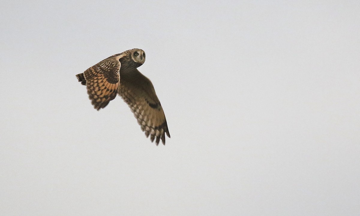 Short-eared Owl - Adrián Braidotti