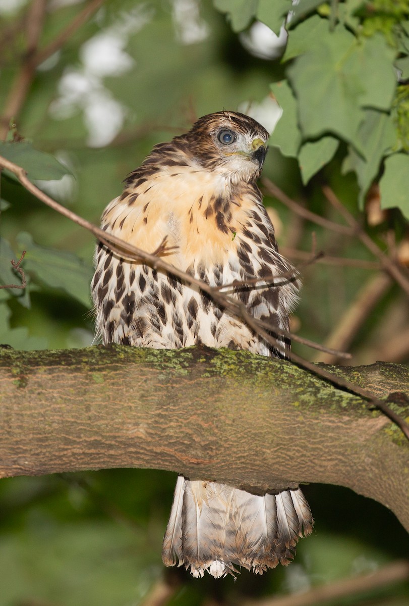Red-tailed Hawk - ML588790841