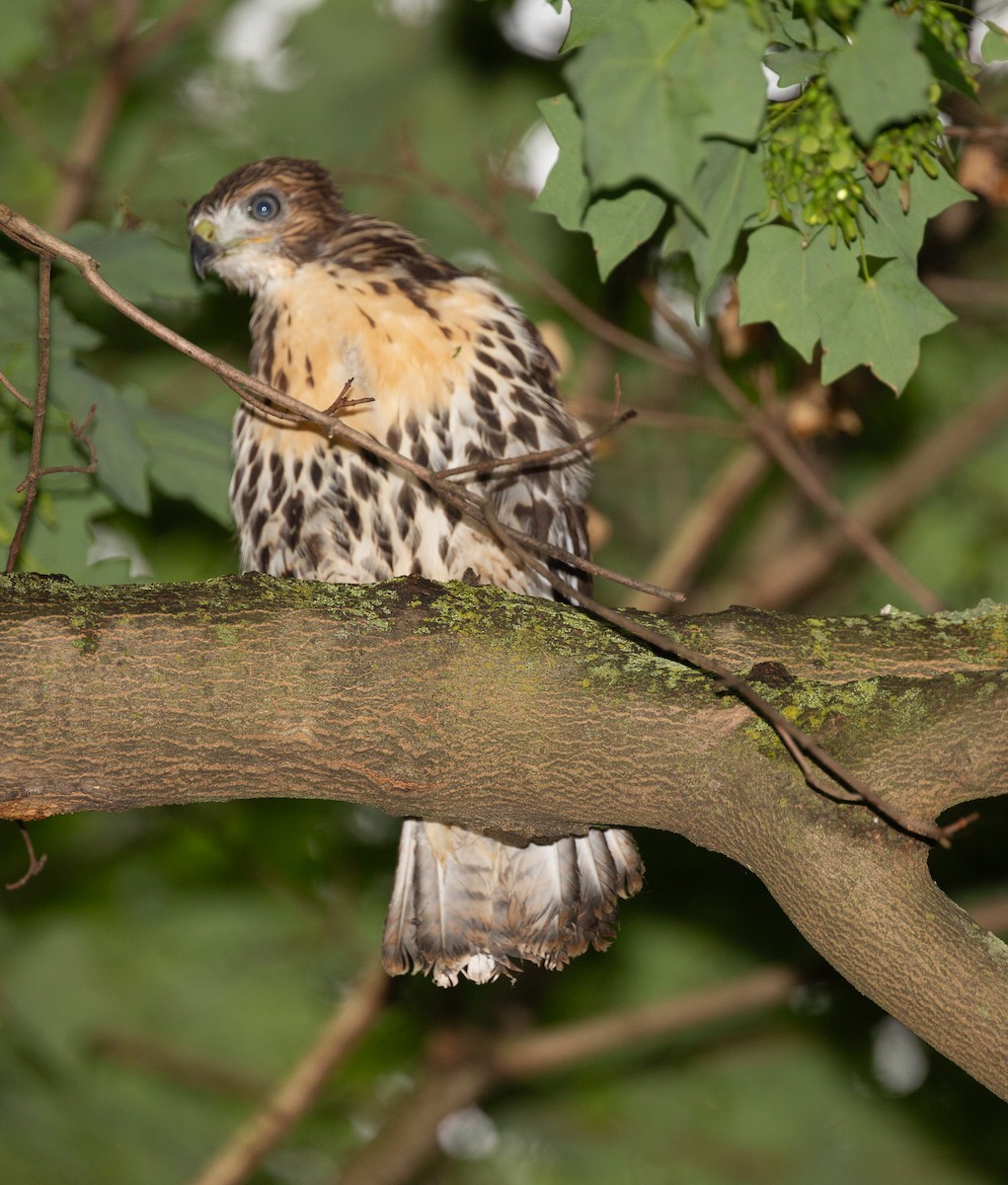 Red-tailed Hawk - ML588790881