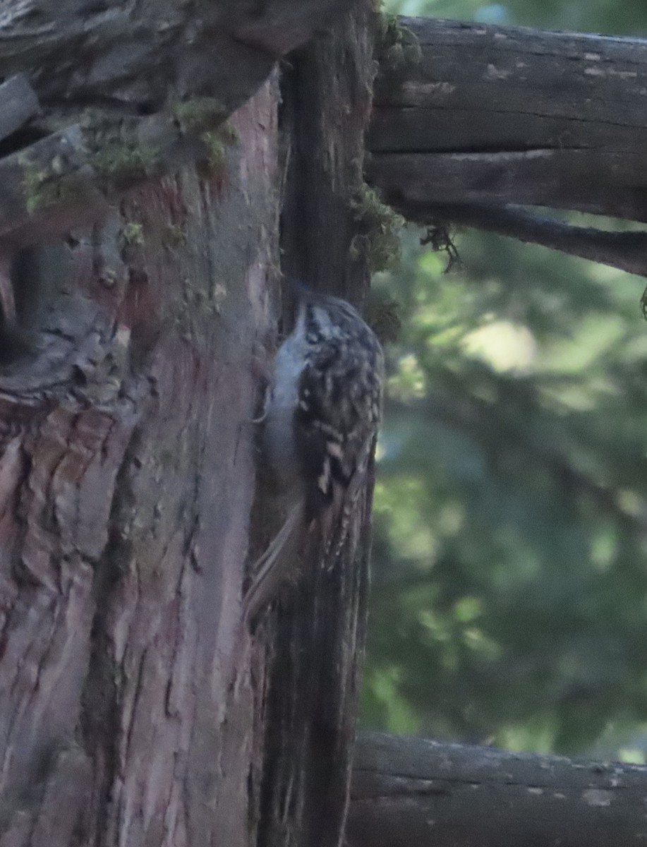 Brown Creeper - ML588790901