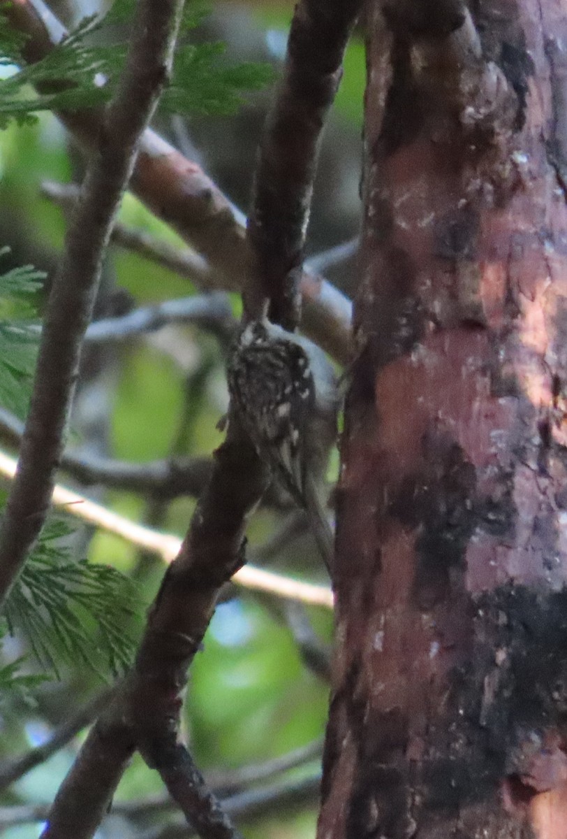 Brown Creeper - ML588791621