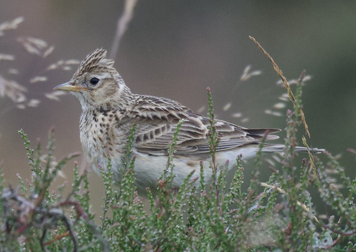 Eurasian Skylark - ML588792151