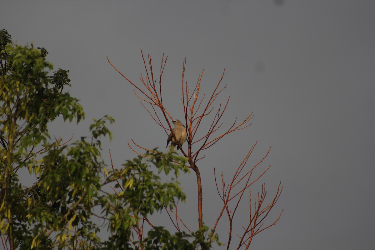 Large Gray Babbler - Samarthan Diwan