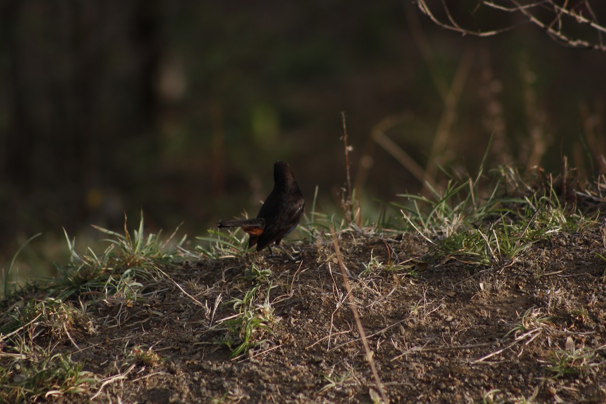 Indian Robin - Samarthan Diwan