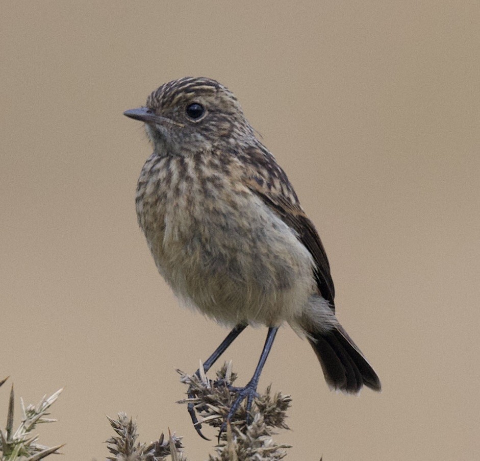 European Stonechat - ML588792571