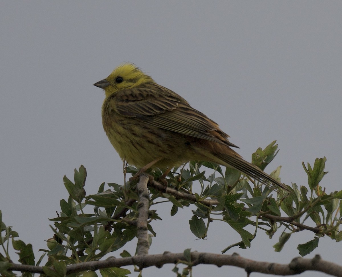 Yellowhammer - ML588792641