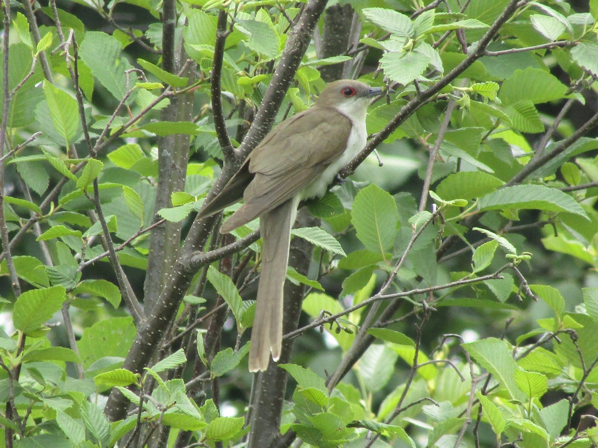 Black-billed Cuckoo - ML588792971