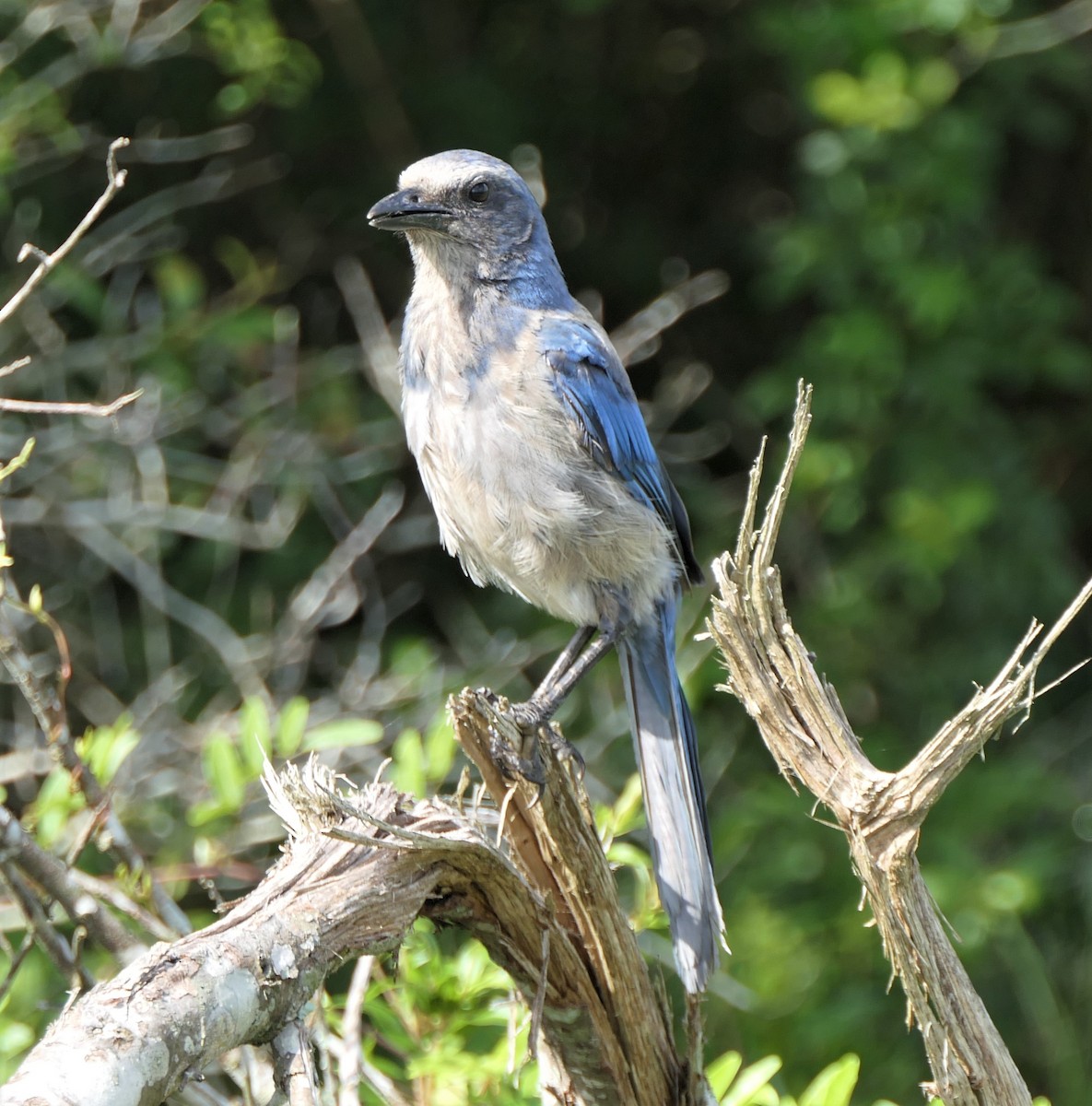 Florida Scrub-Jay - Sandy Bauerschmidt