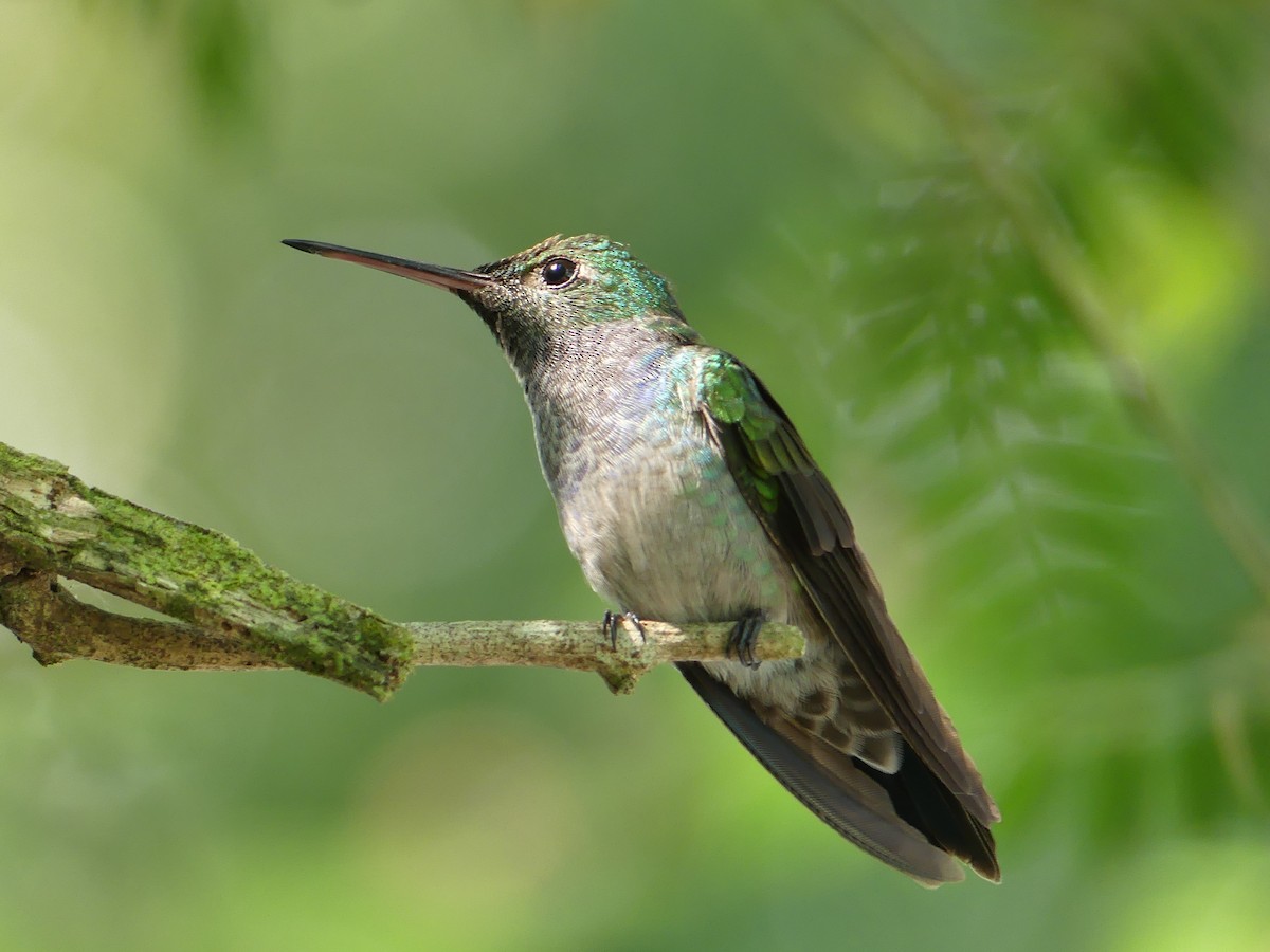 ML58879441 - Blue-chested Hummingbird - Macaulay Library