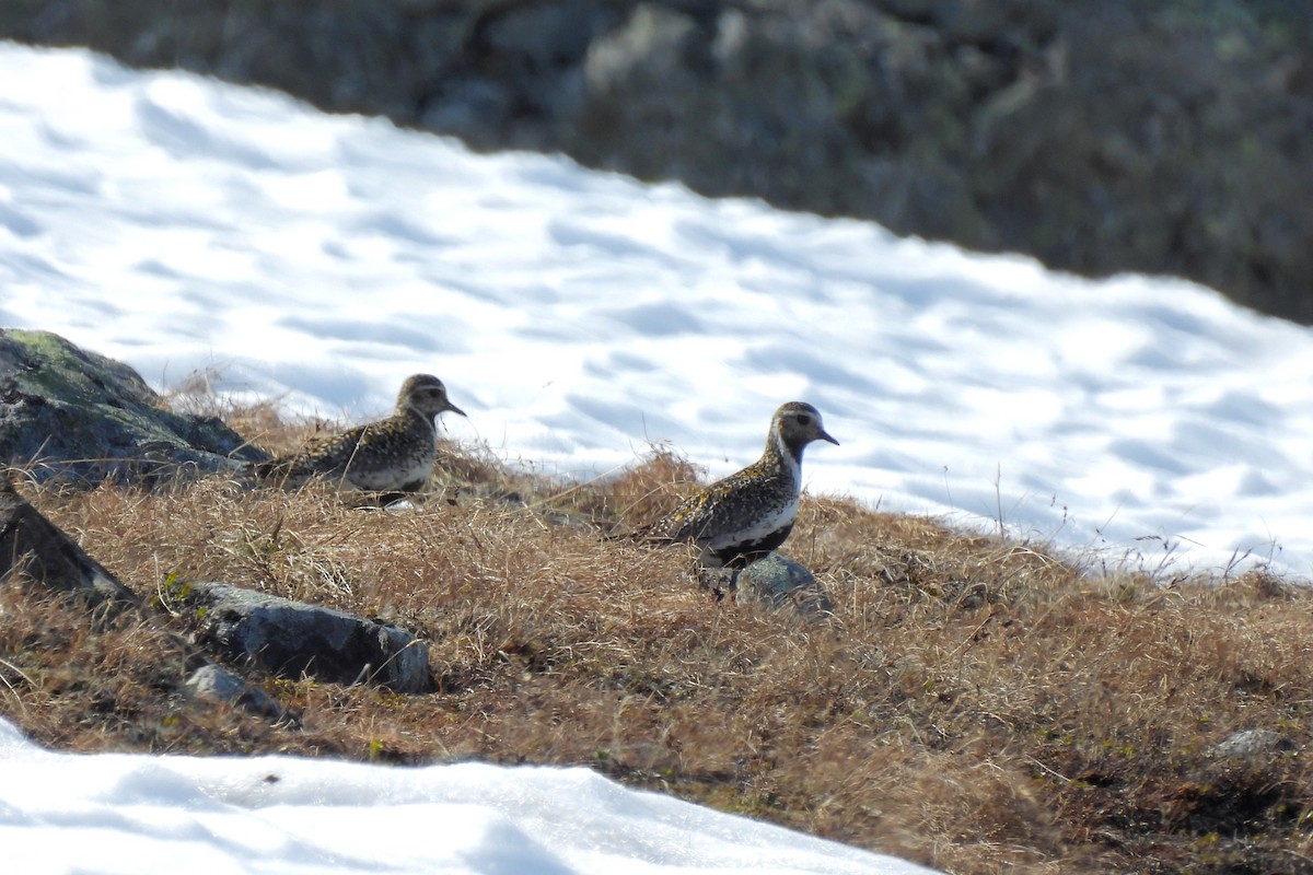 European Golden-Plover - ML588794451