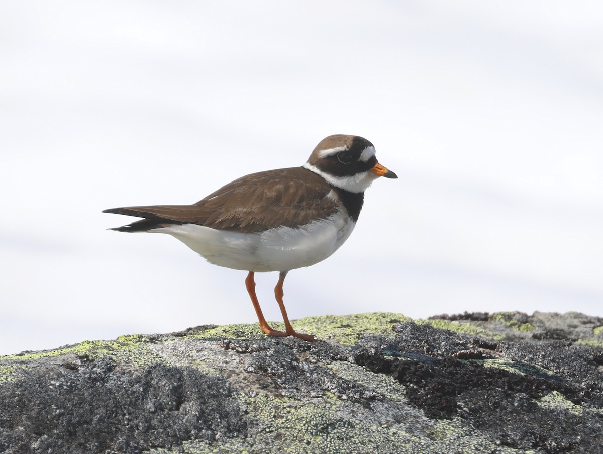 Common Ringed Plover - ML588794551