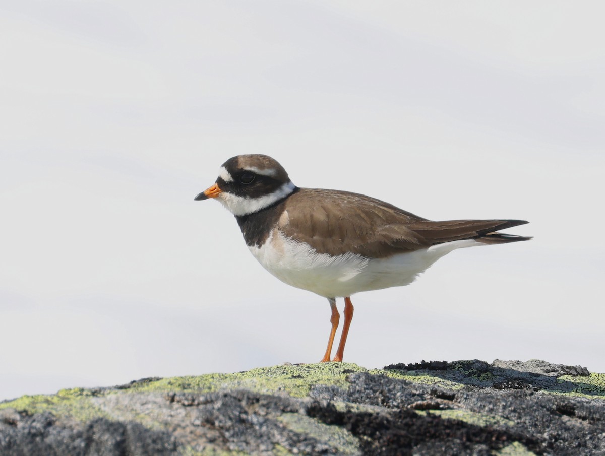 Common Ringed Plover - ML588794561