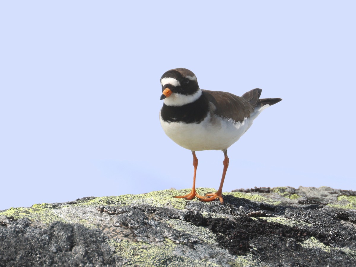 Common Ringed Plover - ML588794571