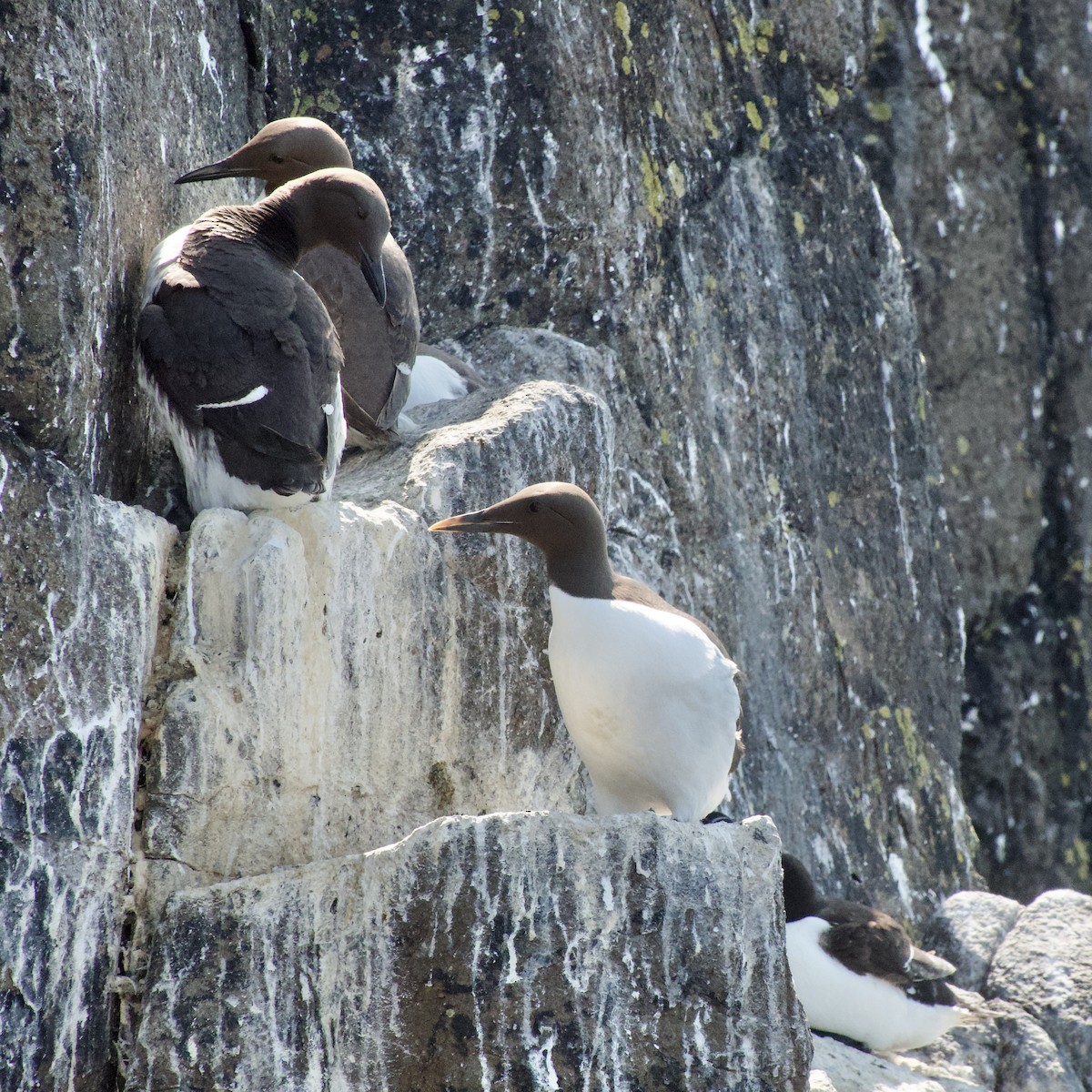 Common Murre - Anonymous