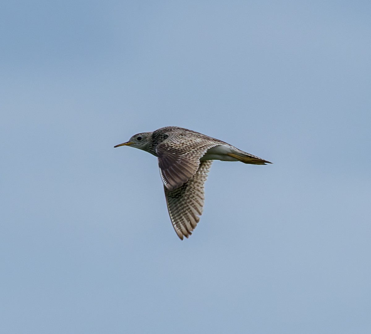 Upland Sandpiper - ML588794761