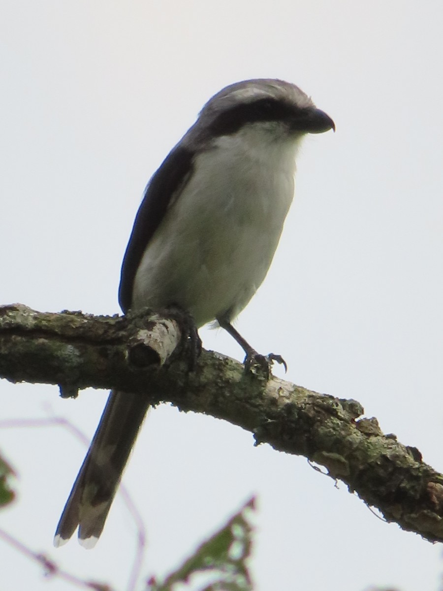 Mackinnon's Shrike - ML588794771
