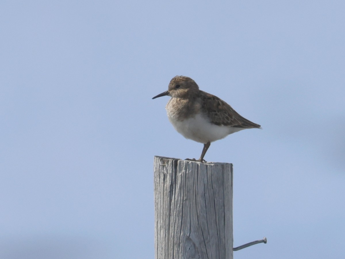 Temminck's Stint - ML588795071