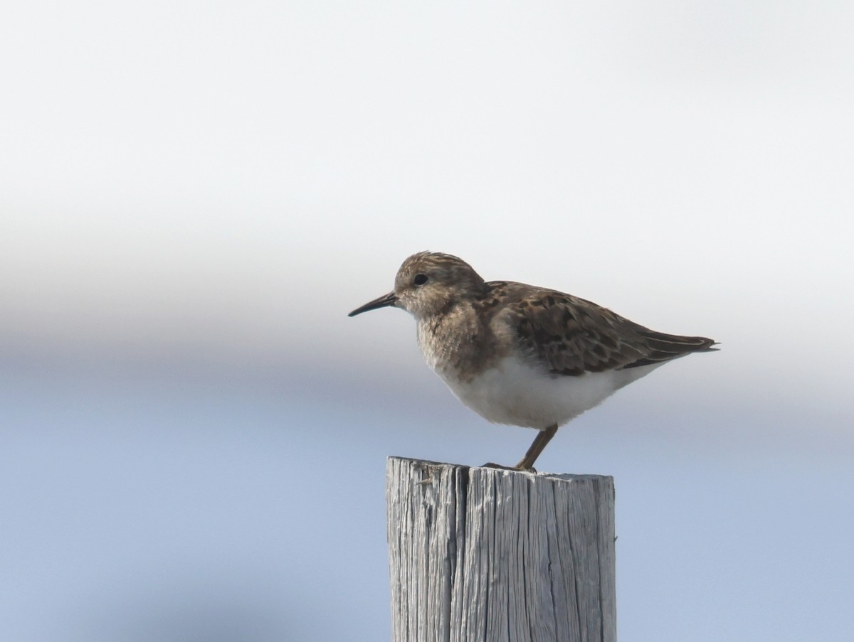 Temminck's Stint - ML588795081