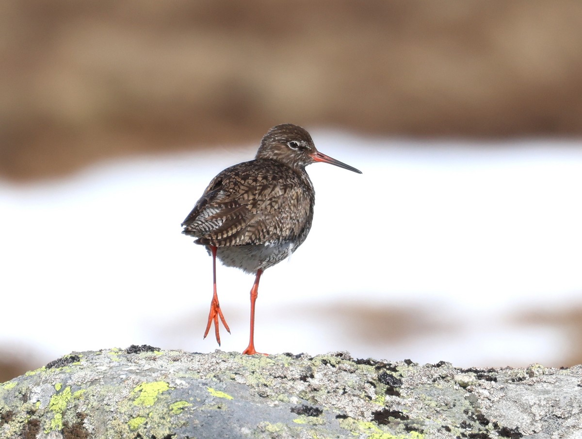 Common Redshank - ML588795481