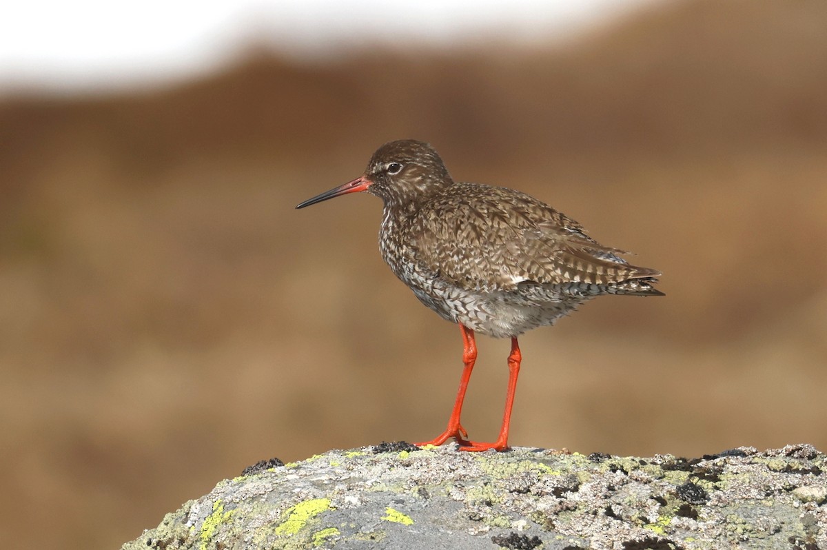 Common Redshank - John Sandve