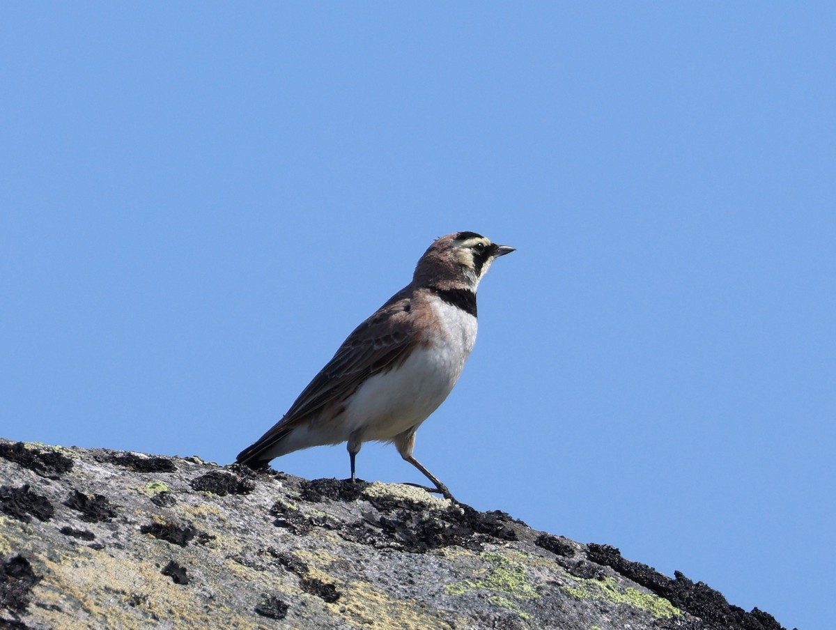 Horned Lark - ML588795721