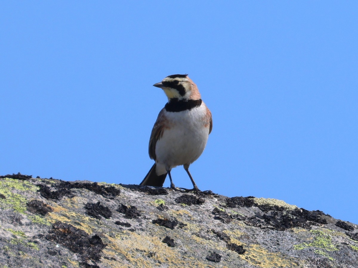 Horned Lark - ML588795731