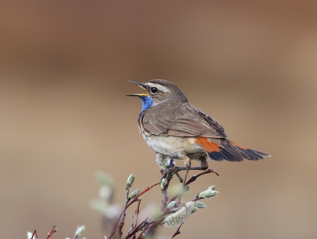 Bluethroat - ML588795981