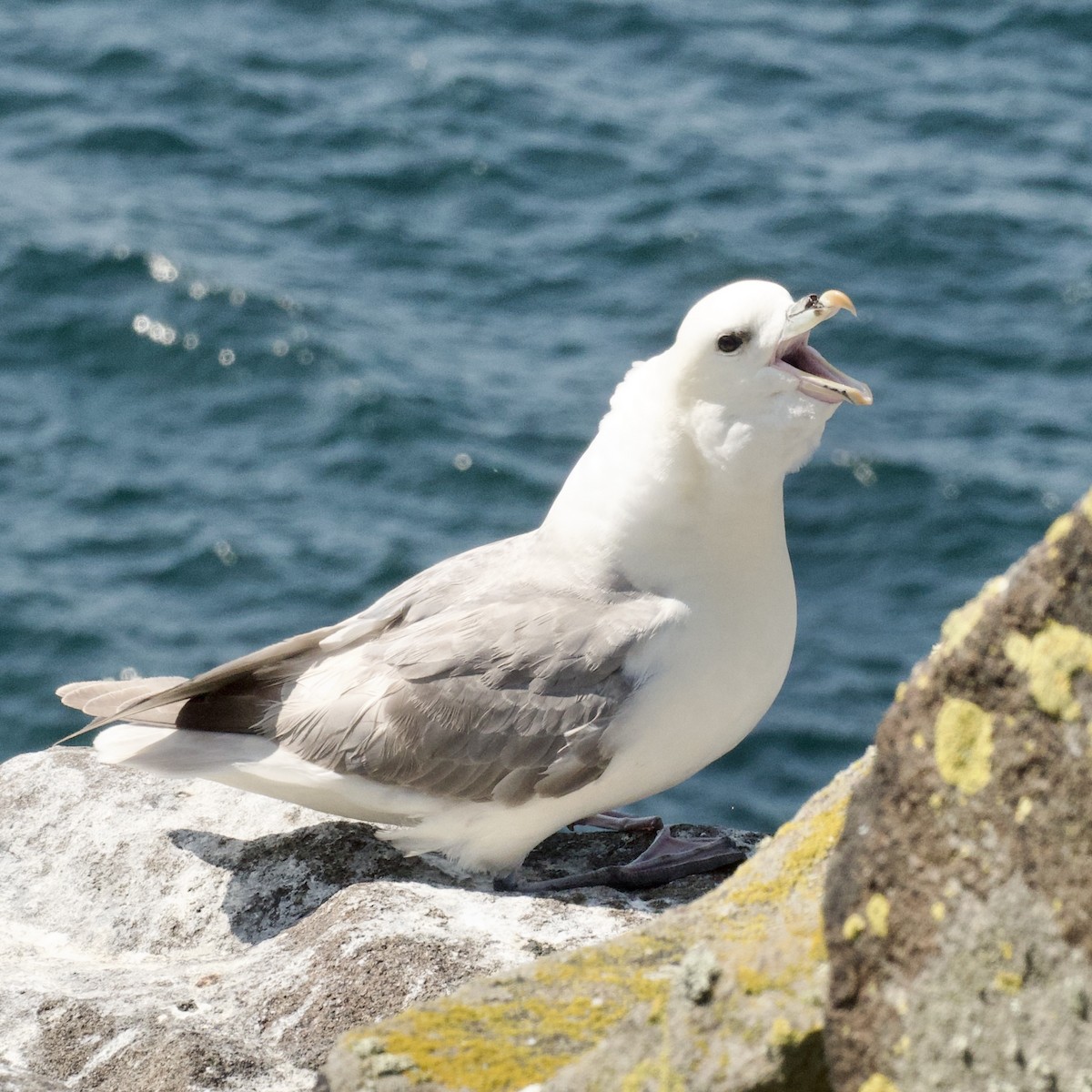 Northern Fulmar - ML588796471