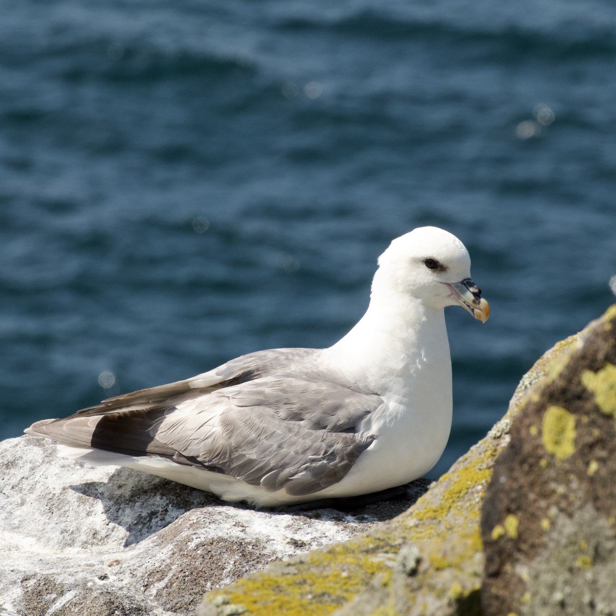 Northern Fulmar - ML588796481