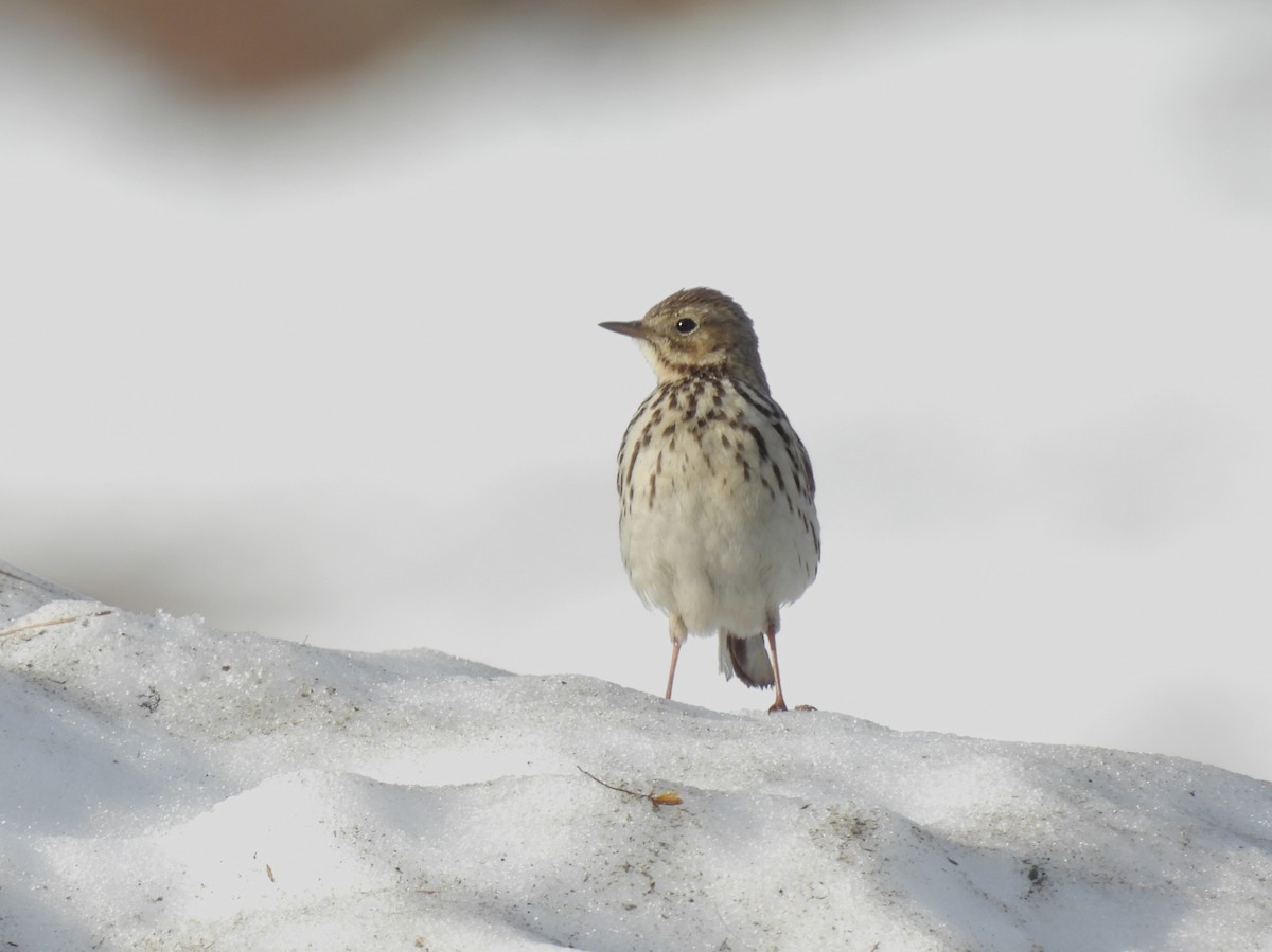 Meadow Pipit - John Sandve