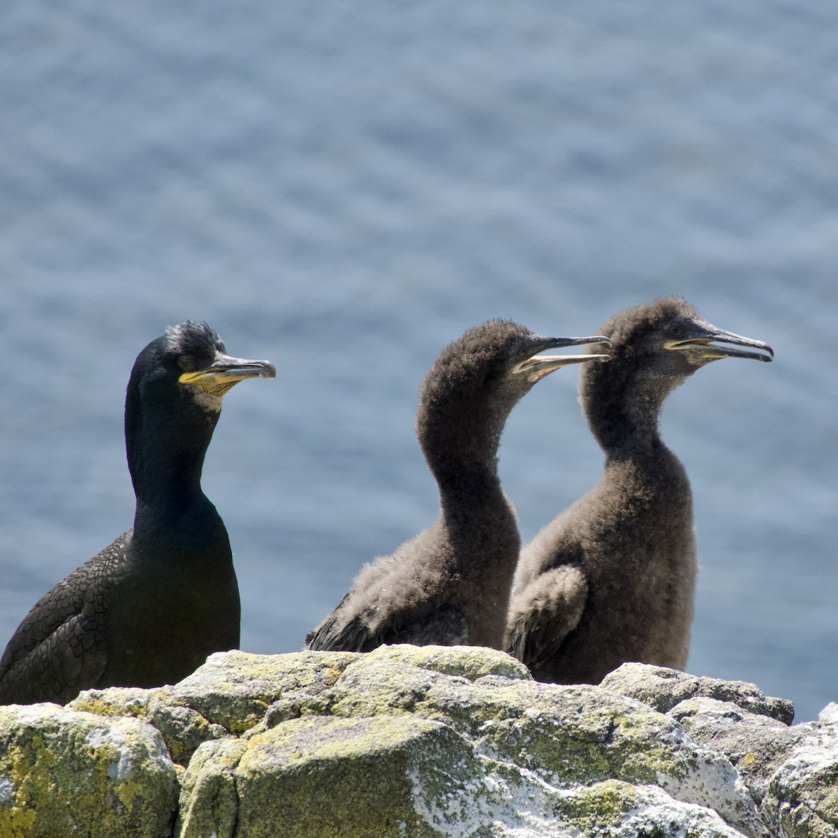 European Shag - Anonymous