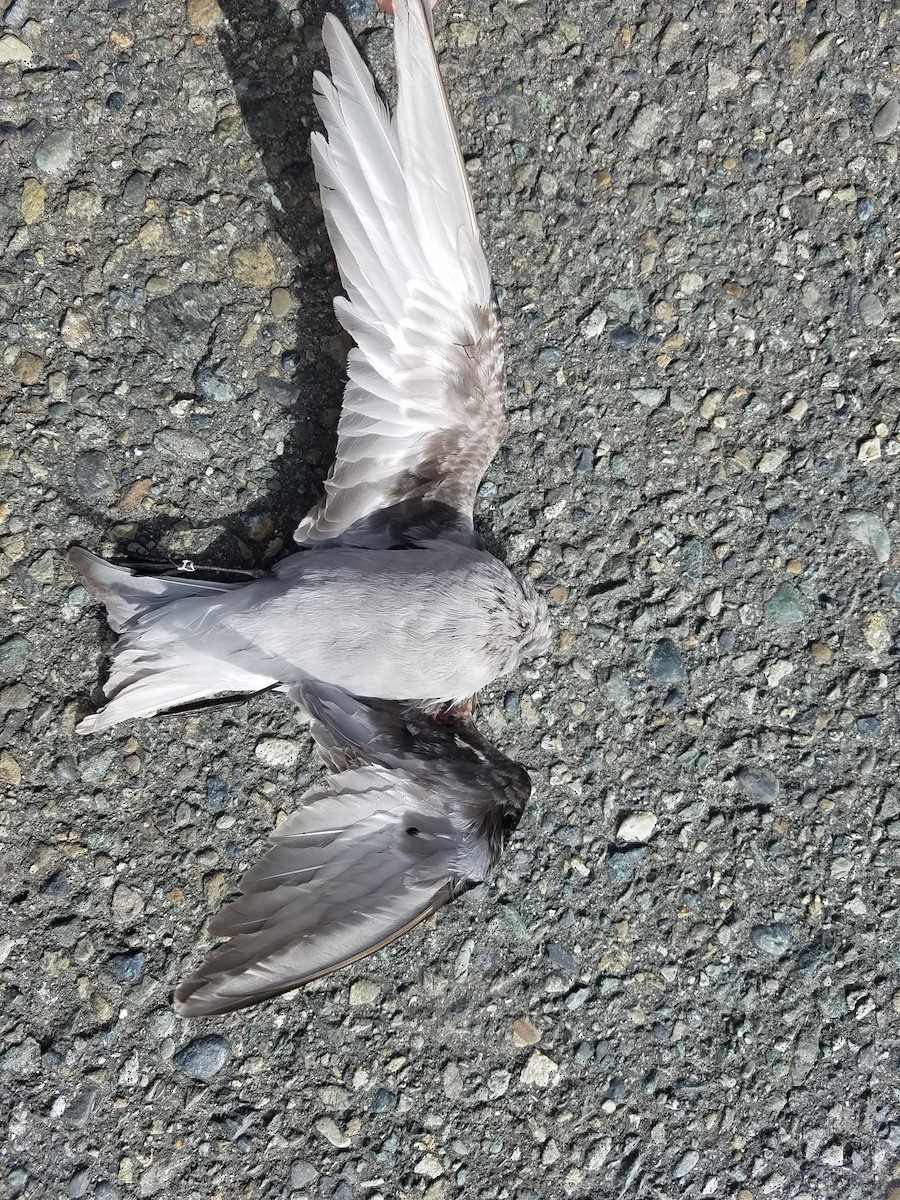 Fork-tailed Storm-Petrel - ML58879681