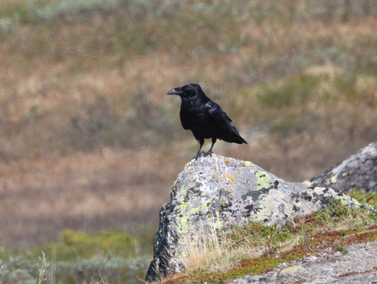 Common Raven - ML588797291