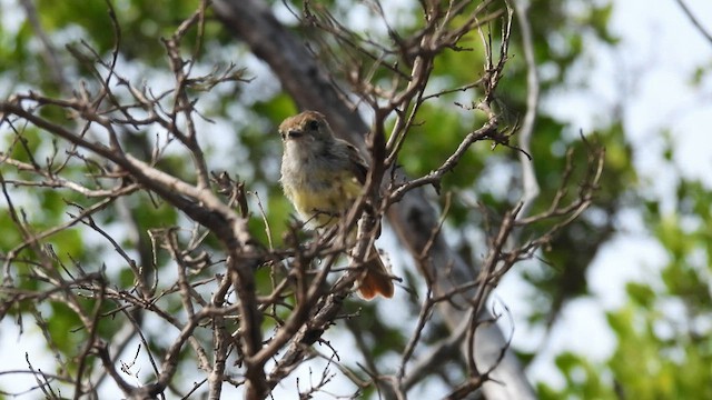 Galapagos Flycatcher - ML588797841