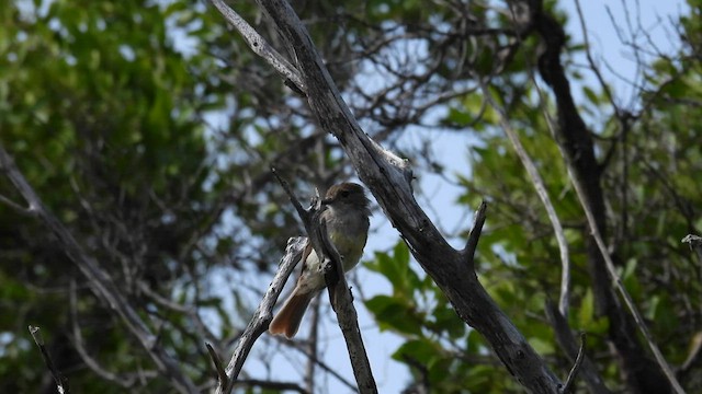 Galapagos Flycatcher - ML588797851