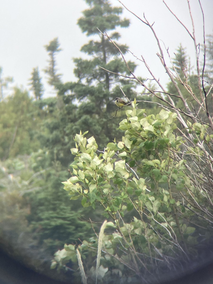 Tropical Kingbird - ML588798651