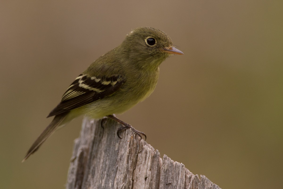 Yellow-bellied Flycatcher - ML588799591