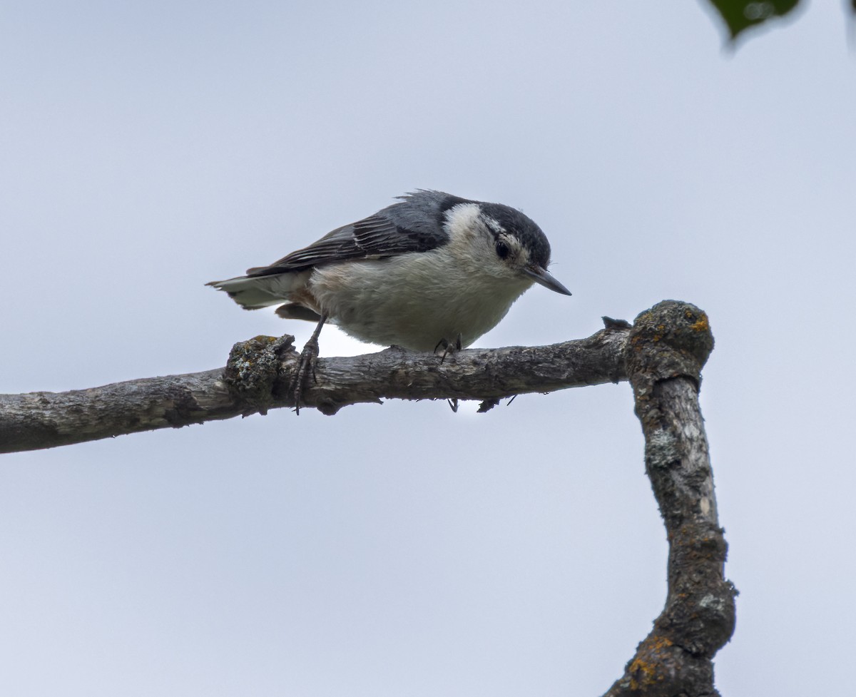 White-breasted Nuthatch - Michael Millner