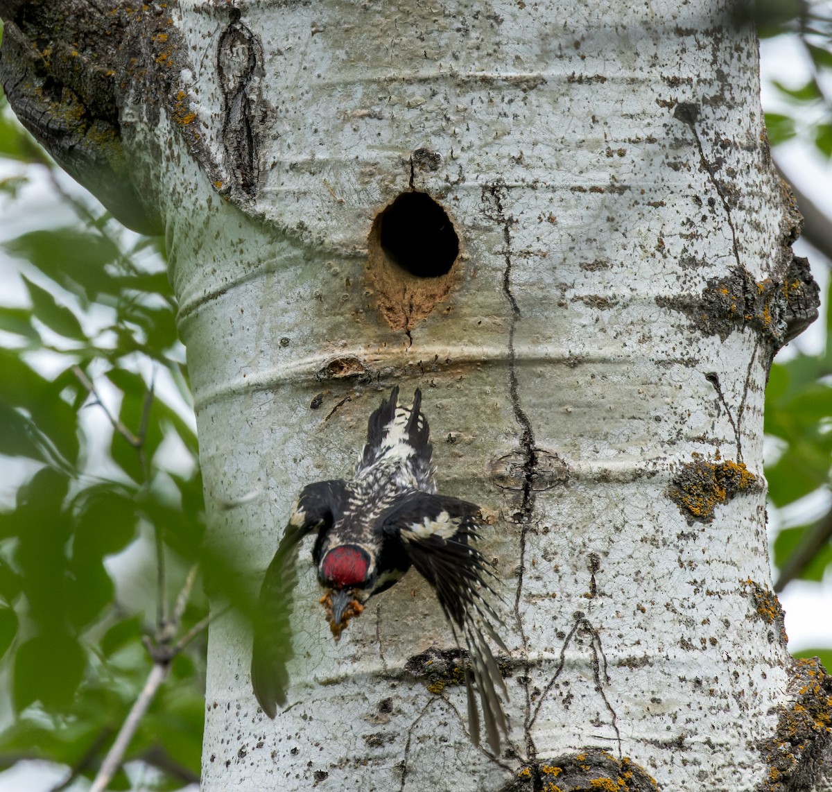 Yellow-bellied Sapsucker - Michael Millner