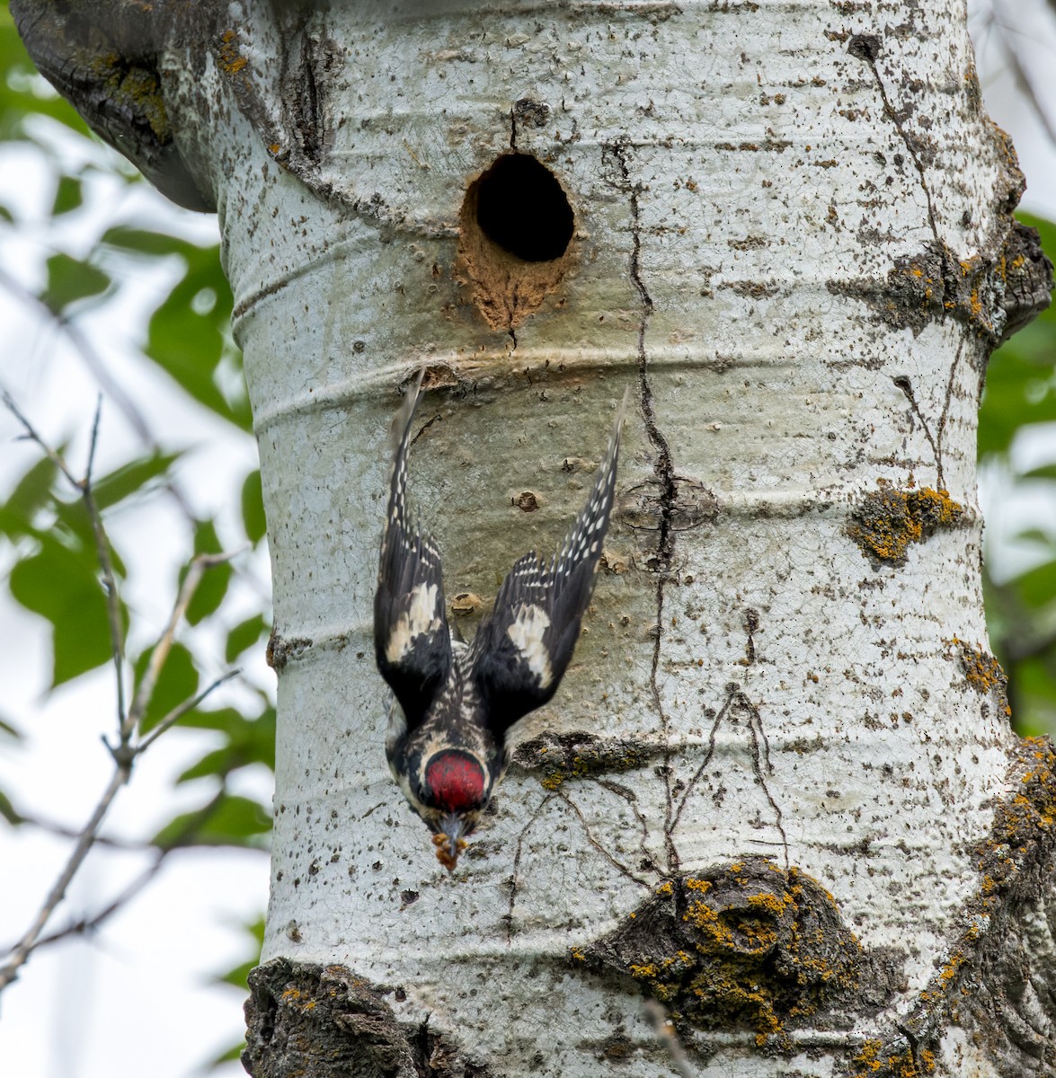 Yellow-bellied Sapsucker - Michael Millner