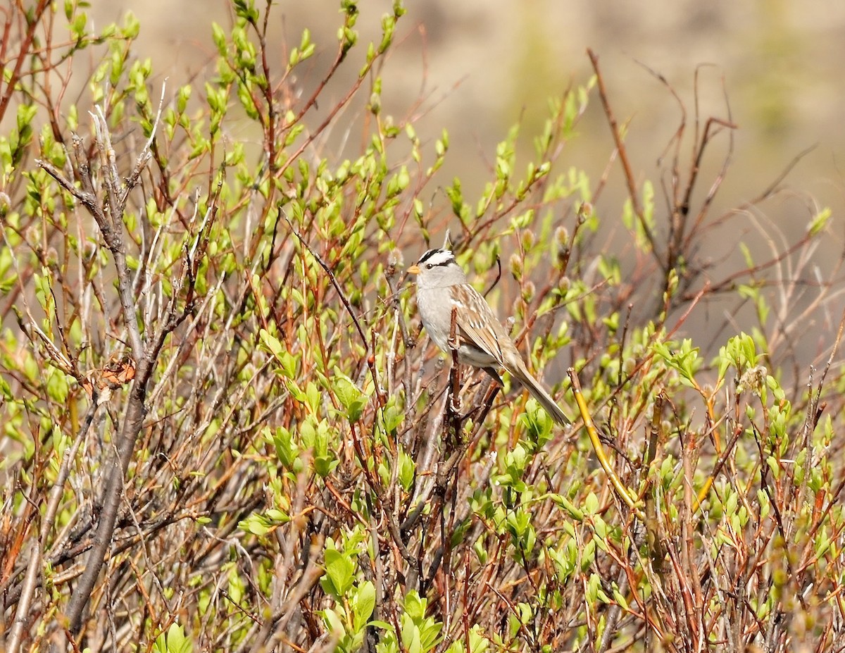 White-crowned Sparrow (Gambel's) - ML588799991