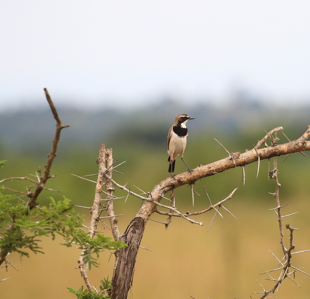 Capped Wheatear - ML588800521
