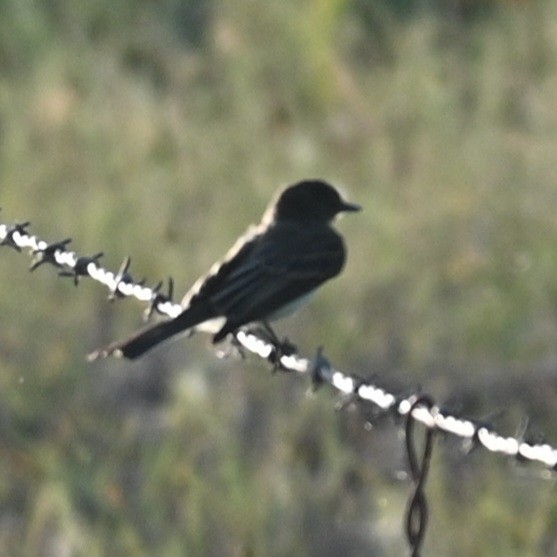 Eastern Phoebe - ML588802411