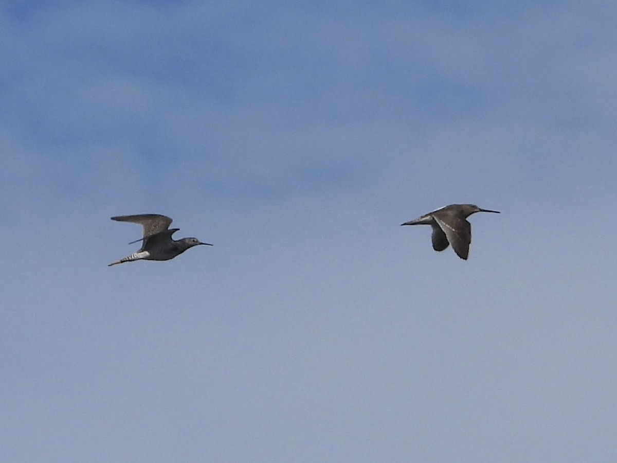 Lesser Yellowlegs - ML588803241