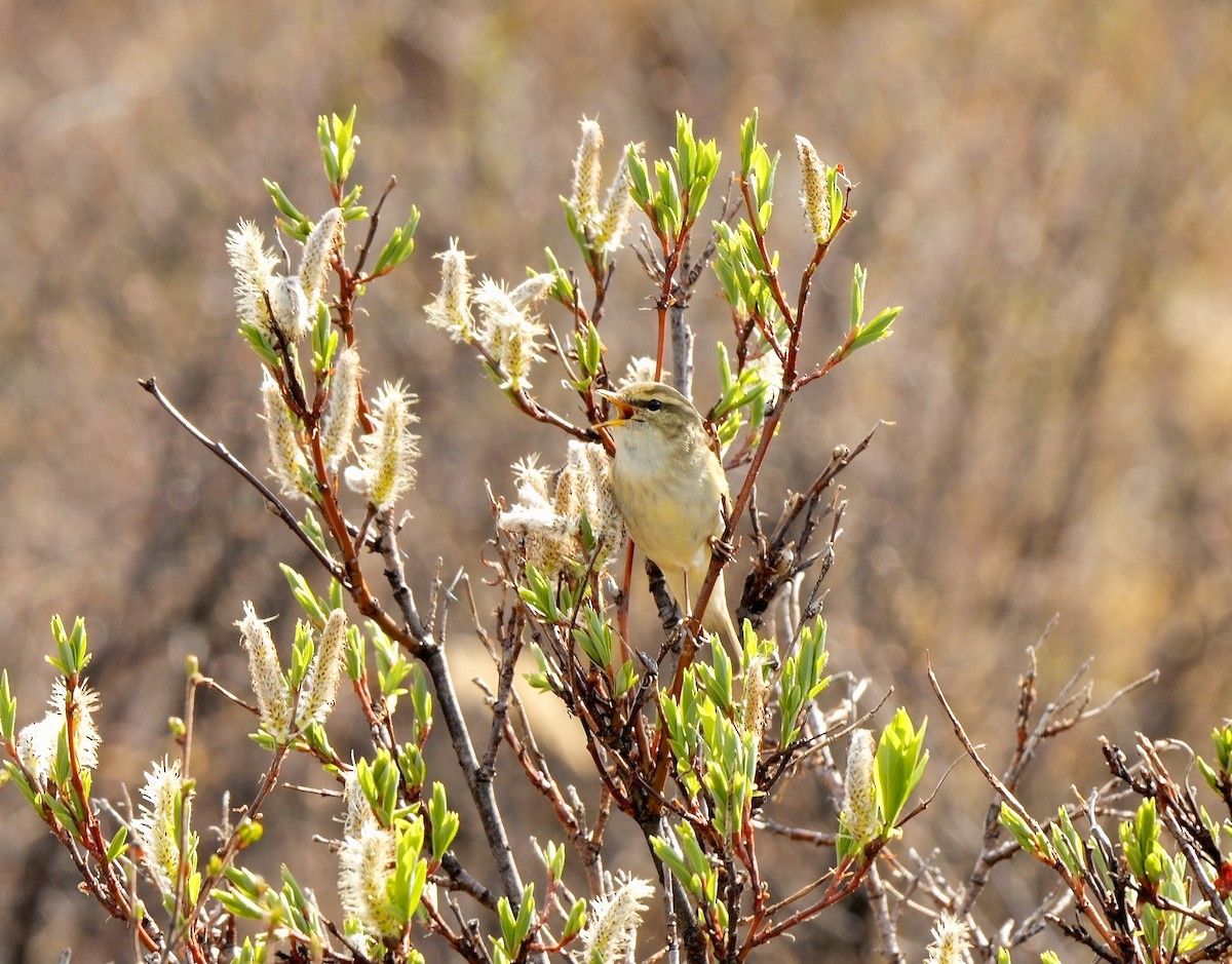 Mosquitero Boreal - ML588803321